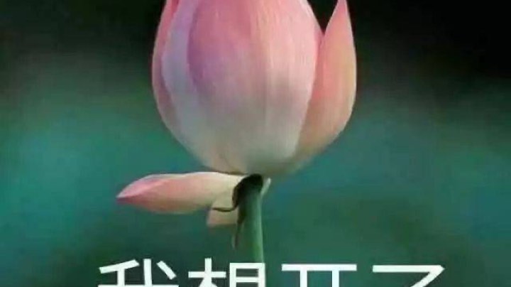 vn