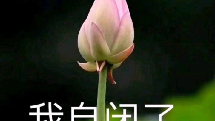 vn