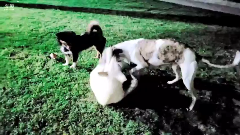 【2021-08-06 19点场】洪湖小肖：今天搞甲鱼扣巨货