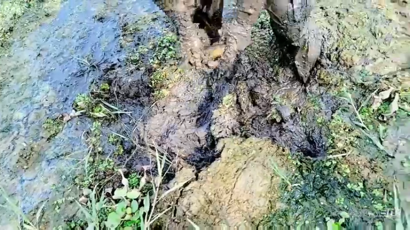 巨型泥鳅黄鳝野货好吃女主播的最爱