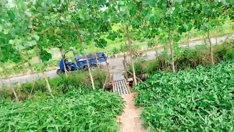 【2021-08-07 15点场】洪湖小肖：荒岛凉亭铺设