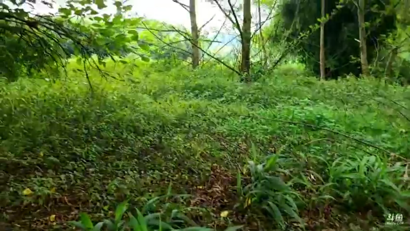 【2021-08-07 14点场】逐梦兄弟：基地建设中