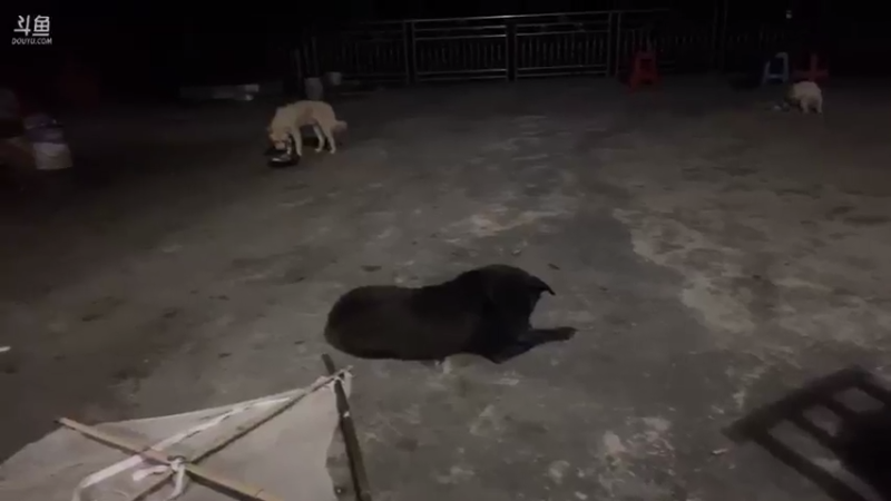 【2021-08-07 20点场】魅力生活i：晚上弄点河虾吃吃