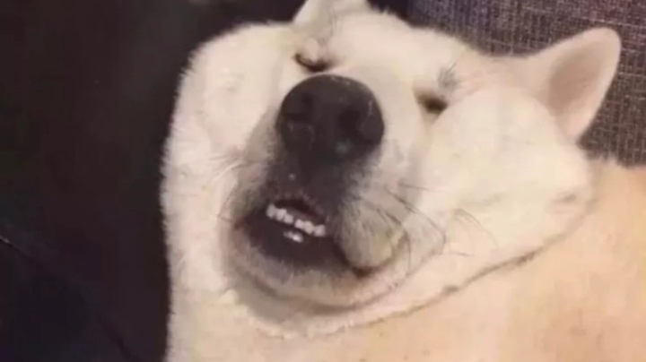 嘻嘻