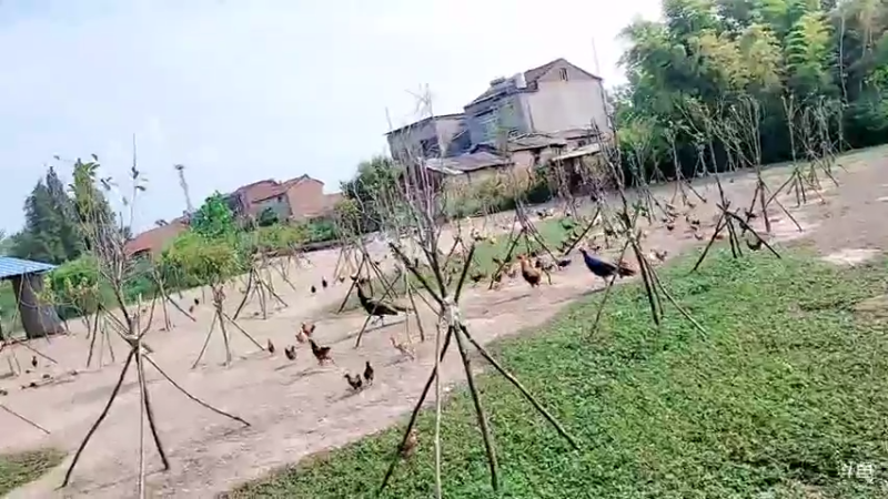 【2021-08-08 15点场】洪湖小肖：基地完善过程中