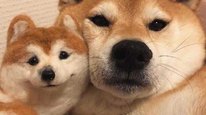 和彪哥双排
