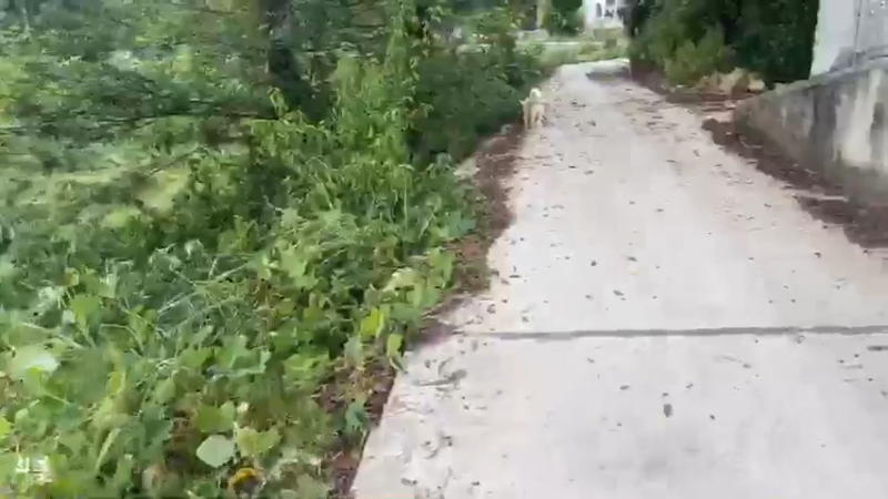 【2021-08-08 15点场】魅力生活i：河道捡点螺丝吃吃