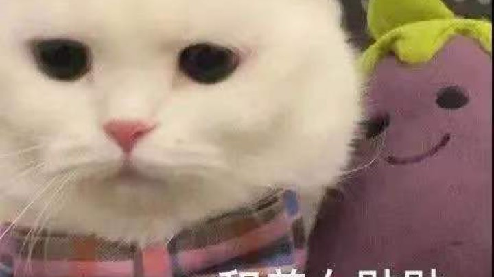 8.8录播3