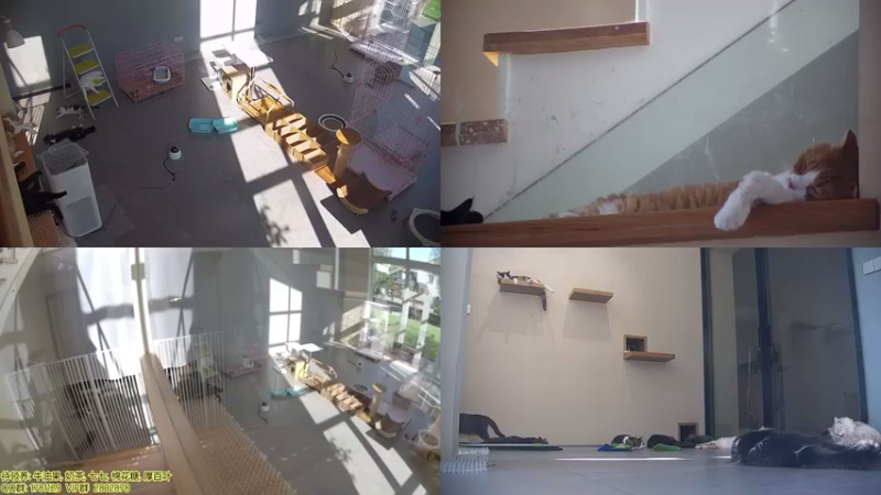 【2021-08-08 15点场】喵放送：喵放送☀️喵呜~