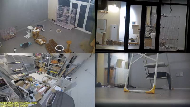 【2021-08-08 01点场】喵放送：喵放送☀️喵呜~