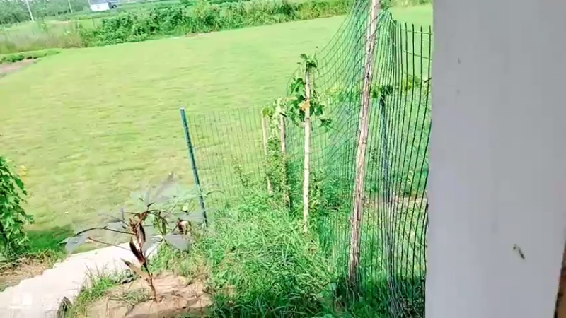 【2021-08-08 13点场】洪湖小肖：基地完善过程中