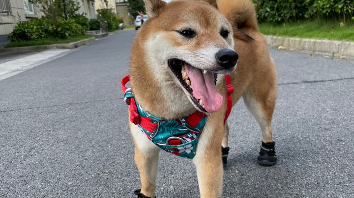 开黑