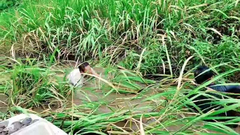 【2021-08-09 16点场】洪湖小肖：今天河里摸鱼