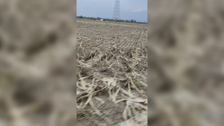 大雨过后的玉米
