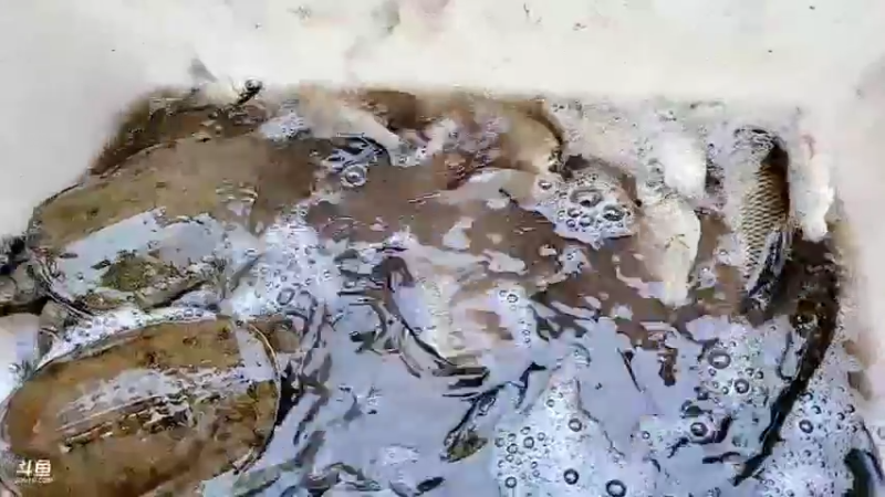 【2021-08-10 16点场】洪湖小肖：河沟摸鱼第二天