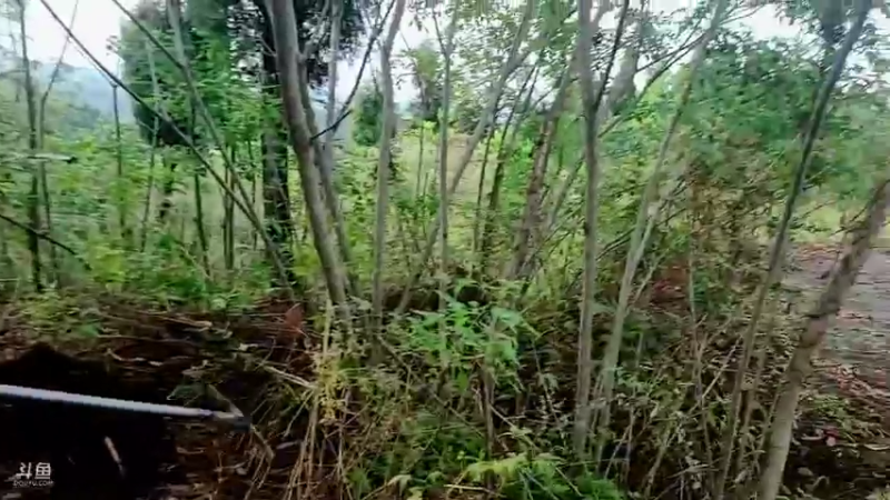 【2021-08-11 18点场】川味箩卜：听说有钻粉了