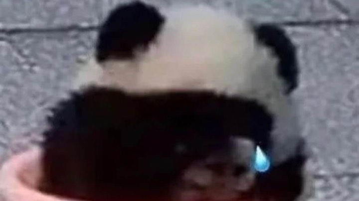 被嘎嘎乱杀