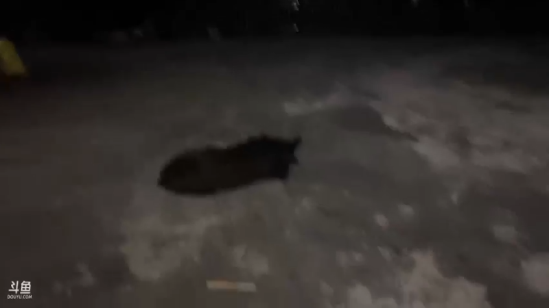 【2021-08-11 19点场】魅力生活i：红烧甲鱼清蒸鳜鱼