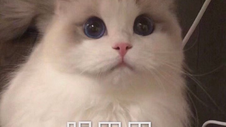娱乐+上分