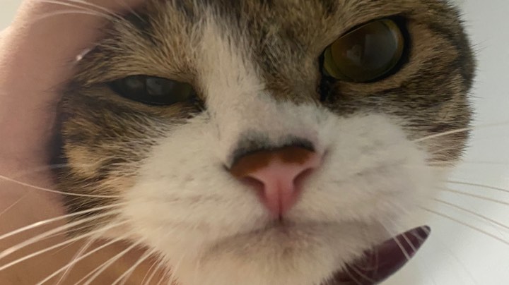 其他人看了是猪