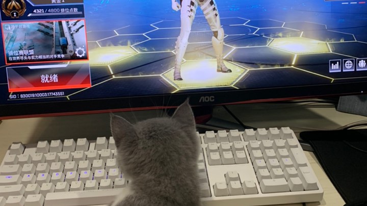 猫：我上我也行！