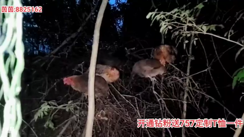 【2021-08-12 19点场】川味箩卜：小目标：冲击100钻，一人一件T恤！