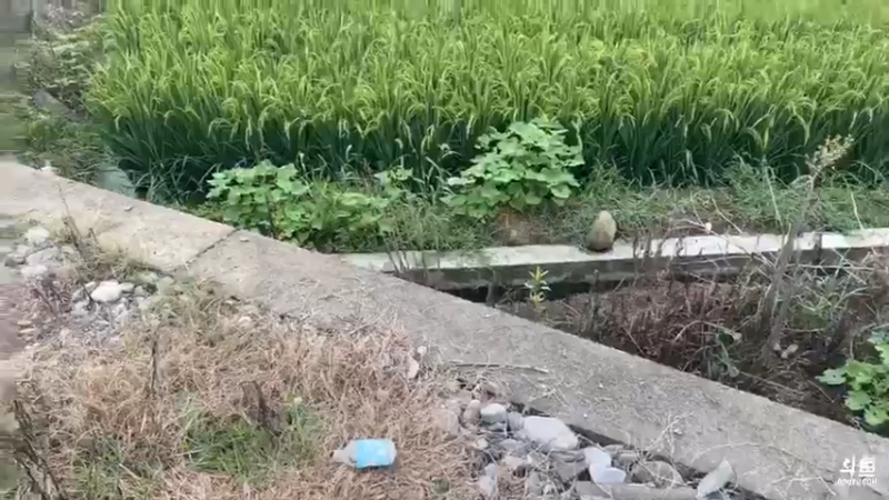 【2021-08-12 09点场】魅力生活i：干沟渠怼黄鳝泥鳅