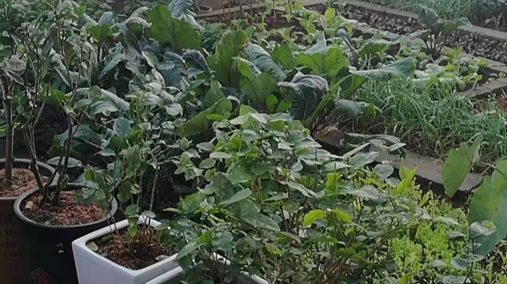 搭建阳光直播房