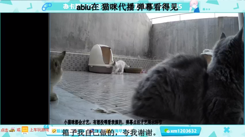 【2021-08-14 18点场】阿Biu一身绝技：大型撸猫现场，游戏只是插播