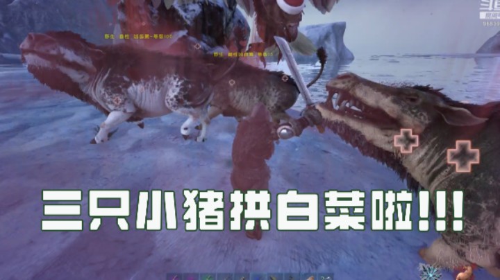 三只小猪来拱白菜啦！！！
