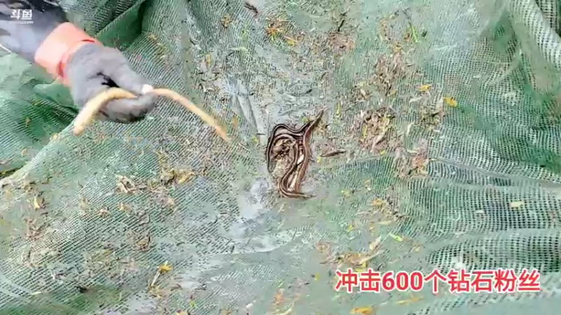 【2021-08-14 15点场】洪湖小肖：2倍亲密度，4倍上线，3号神器