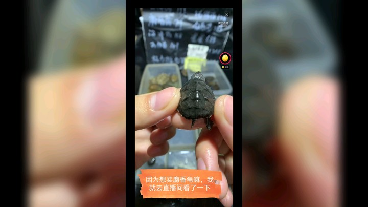 小麝香龟，小凹