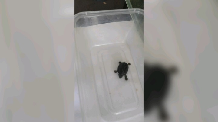 麝香龟小凸来了，
