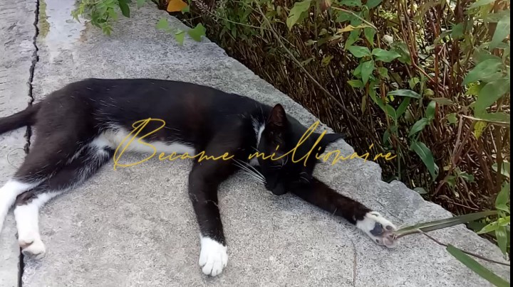 钓鱼养猫