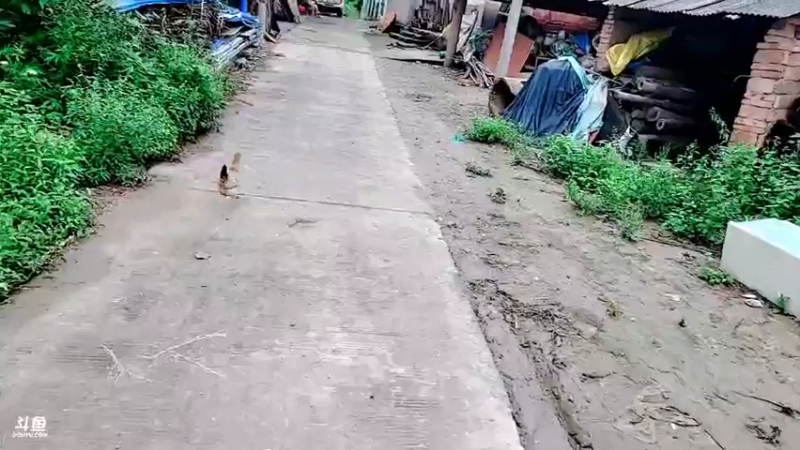 【2021-08-16 17点场】洪湖小肖：双倍亲密度，两点左右开播~