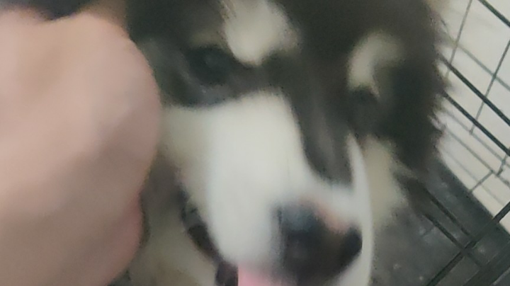 咕