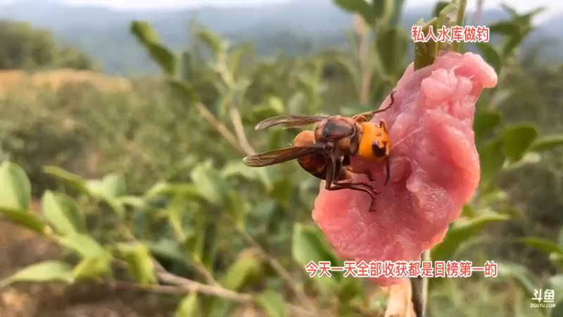 【2021-08-17 14点场】魅力生活i：寻找土蜂中