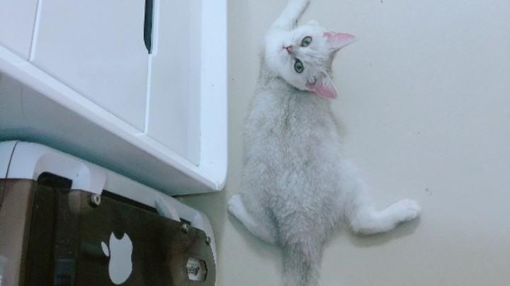 晒晒~太阳~露露猫~阳光正好~哈哈哈