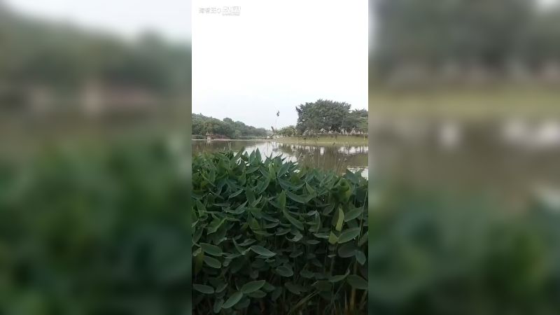 广州白云湖公园景色真美！