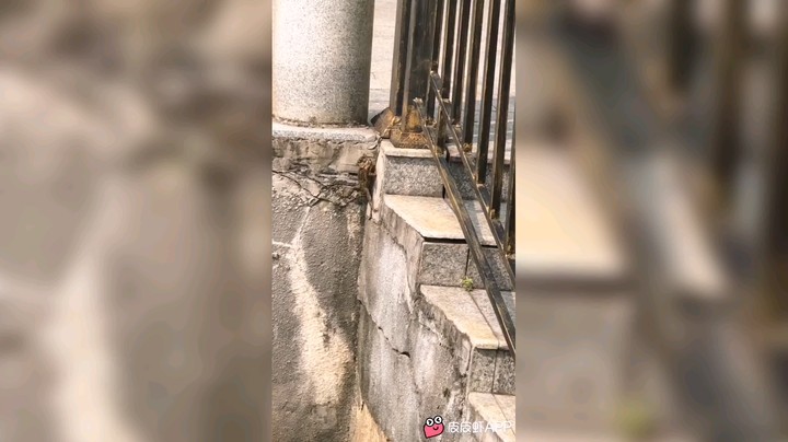 飞天小土豆丶发布了一个斗鱼视频2021-08-18