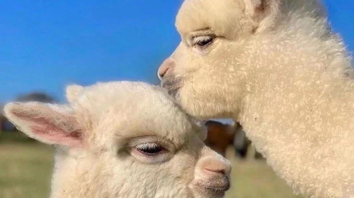 直播回看