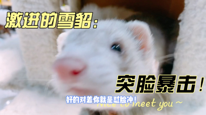 敲可爱：小雪貂的突脸暴击