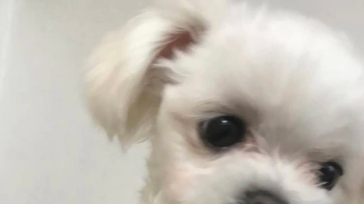 为了头像框