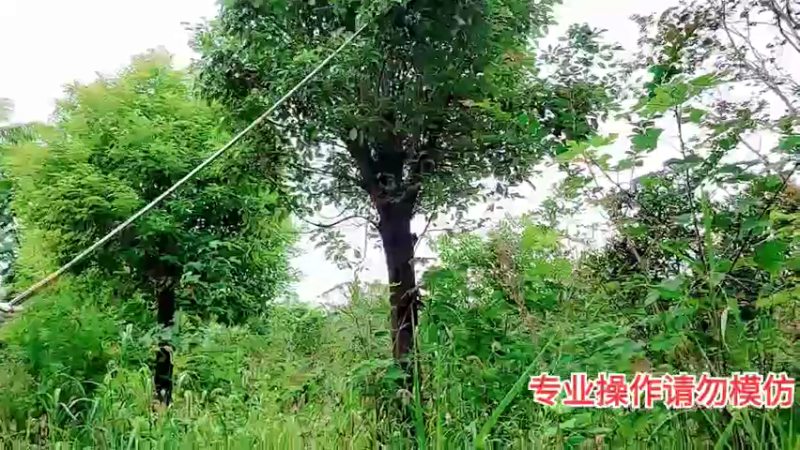 【2021-08-19 15点场】洪湖小肖：复仇者联盟大战黄蜂