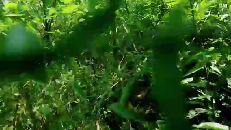 【2021-08-20 14点场】川味箩卜：《荒岛余生2》Day2