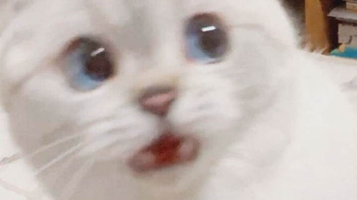 汪汪汪？