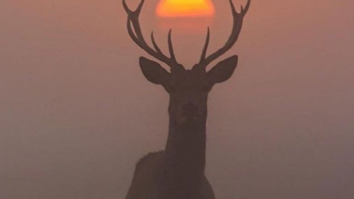 直播回看