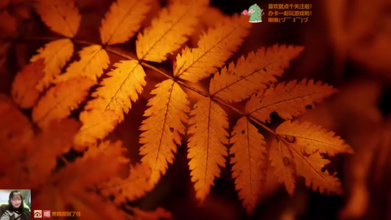 【2021-08-19 19点场】橘胖v：沉浸式玩游戏~