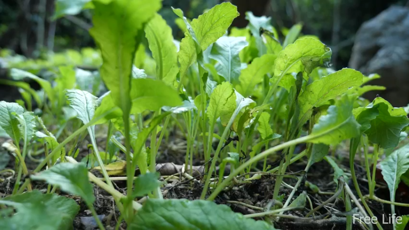 P17田园苗圃1妹子独自深入荒野隐居修仙,建设世外桃源投个币吧