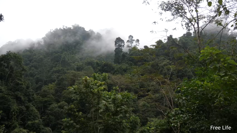 P26丛林捕鱼&烹饪1妹子独自深入荒野隐居修仙,建设世外桃源投个币吧